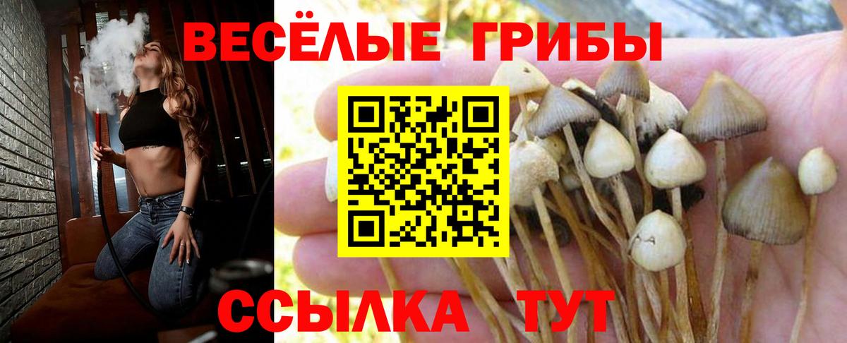 Отрадный  Псилоцибиновые грибы Psilocybine cubensis  Галлюциногенные грибы GOLDEN TEACHER  Вход с VPN 